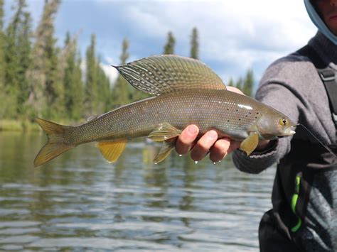 Arctic Grayling – Western Native Trout Initiative