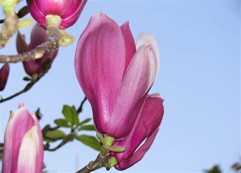 10pcs Garden Red Magnolia Denudata Tree Seeds Lawn Courtyard Deciduous Shrub Pla