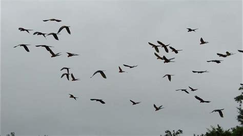 Birdwatching (Guacamayos) en Río Tambopata - Madre de Dios - YouTube