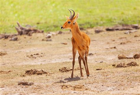 Unique Species of Africa: Oribi - WorldAtlas.com