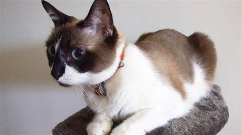 Snowshoe Cats | Pet Health Insurance & Tips