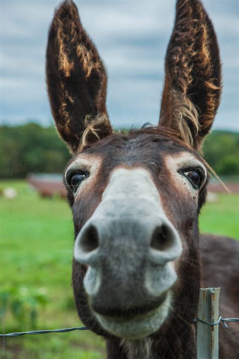 «Animal Personalities: Friendly Quirky Donkey Face Close Up» del ...