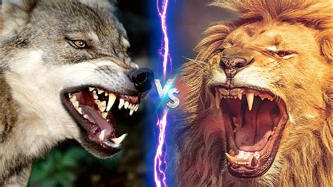 African Lion vs Gray Wolf - Who is Stronger 🤔 - YouTube