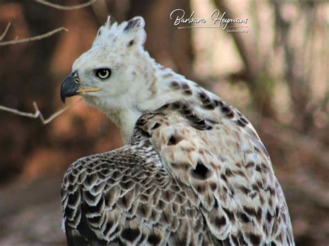 Falconry and Conservation - IAF Conservation Portal