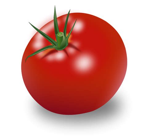 Tomato Vector Free Transparent HQ PNG Download | FreePNGimg