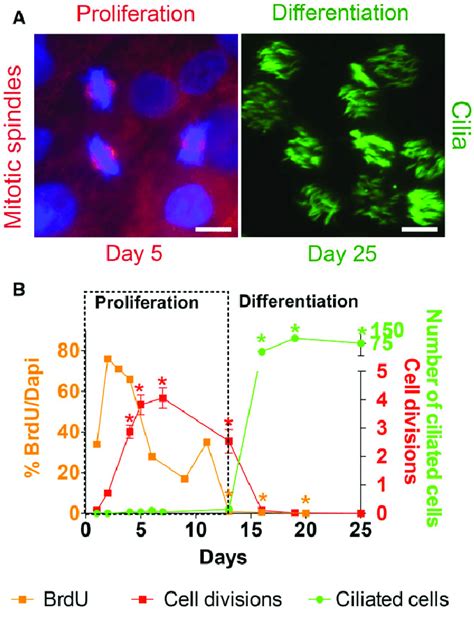 Cell proliferation precedes ciliated cell differentiation. During ...