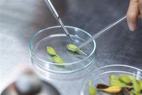 Plant Tissue Culture Techniques in Laboratory. Stock Image - Image of background, forceps: 141287061