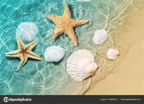 Starfish Seashell Summer Beach Sea Water Summer Background Summer Time ⬇ Stock Photo, Image by ...