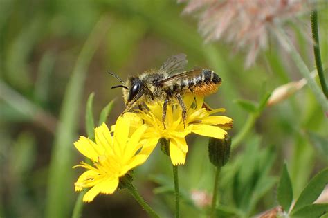 Picking Your Leafcutter Bee Ship Date