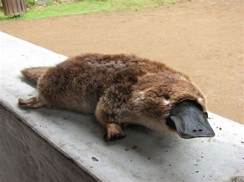 The Adorable Mixture Of Animals That Are Platypus | Lazy Penguins ...