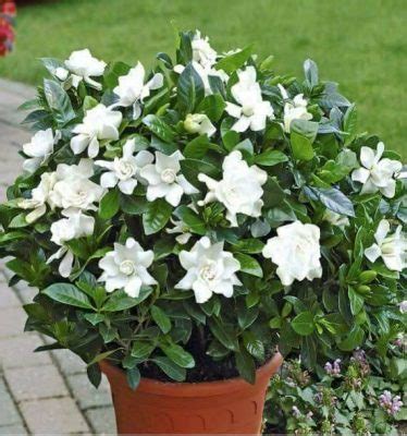 Cape Jasmine Seeds, 20pcs/pack – UrbanGardenSeed