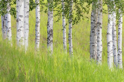 USA, Alaska Paper Birch Trees And Grass Photograph by Jaynes Gallery ...