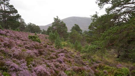 Caledonian forest | The Wildlife Trusts