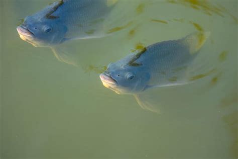 Nile Perch Pictures - AZ Animals