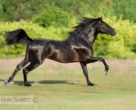 Black Andalusian stallion | Horses, Andalusian horse, Beautiful horses