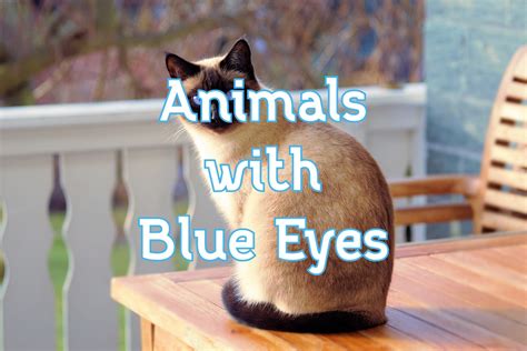 29 Amazing Animals With Blue Eyes (with Pictures)