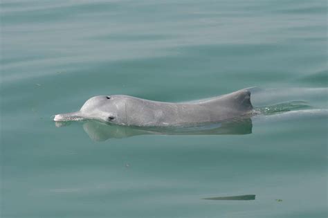 Indo-Pacific humpback dolphin - Whale & Dolphin Conservation USA