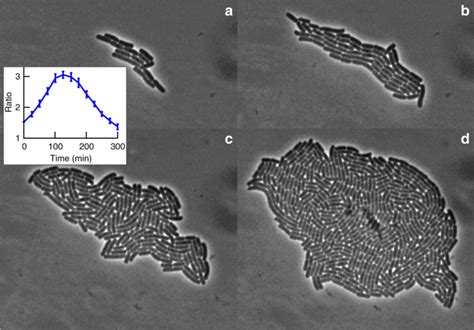 A growing bacterial colony in two dimensions as an active nematic ...