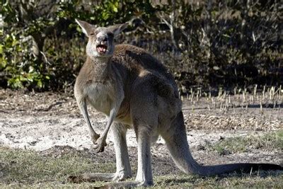 Laughing Kangaroo by JLODonnellPhotography - ViewBug.com