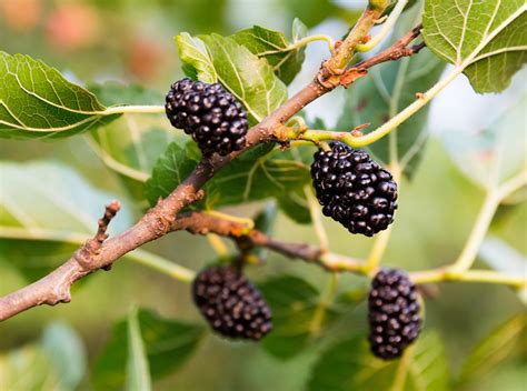 50 Black Mulberry Tree Seeds Morus nigra Sweet Edible | Etsy