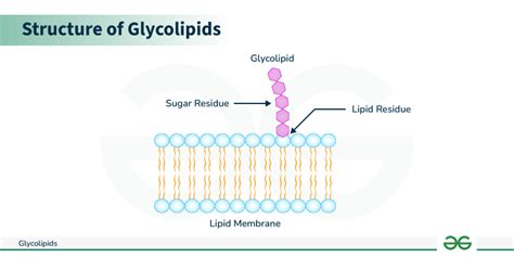 Glycolipids - Structure, Functions & Types - GeeksforGeeks