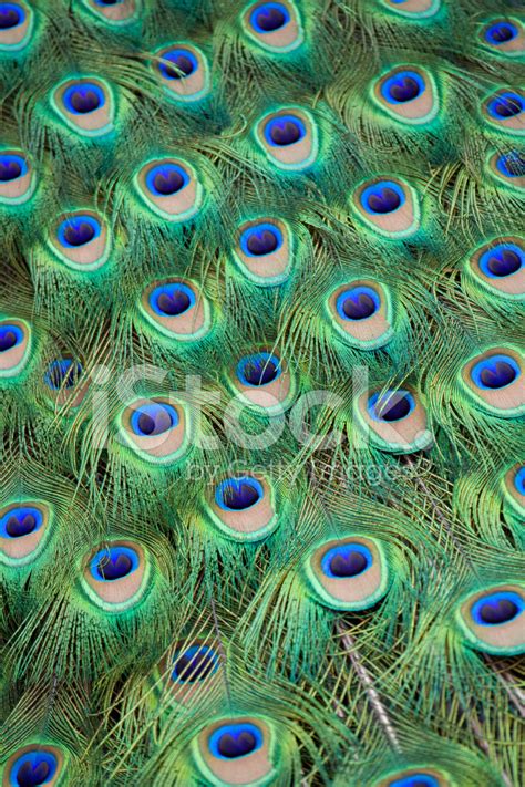 Peacock Tail Feathers Stock Photo | Royalty-Free | FreeImages