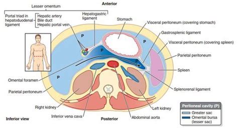 Radiology Essentials 103 : CT Anatomy of Peritoneal Spaces | Radiology, Anatomy, Female ...