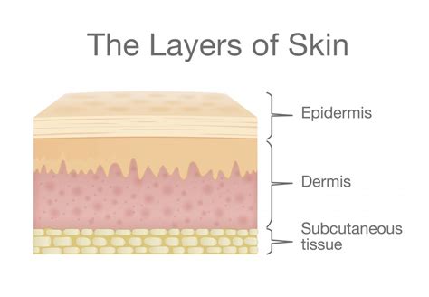 Skin: Structure and function explained