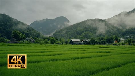 Rice Paddies in Thailand - YouTube