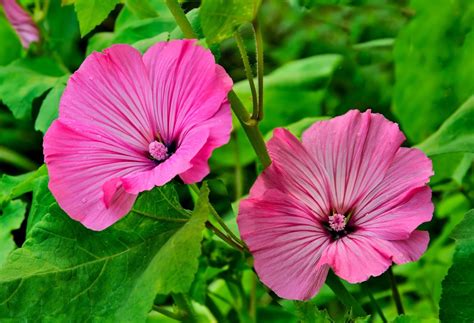 Lavatera 'Tree Mallows' Care & Growing Tips | Horticulture™