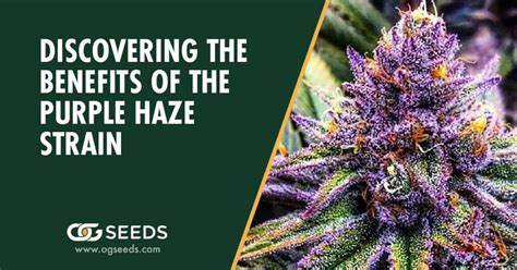 Purple Haze Strain: The Ultimate Strain Review