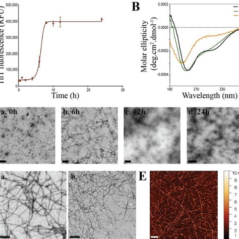 (PDF) Amyloid Fibrils from Hemoglobin