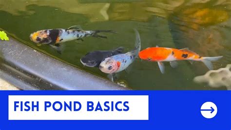 Fish Pond Basics: Requirements for in-ground fishponds, including liner ...