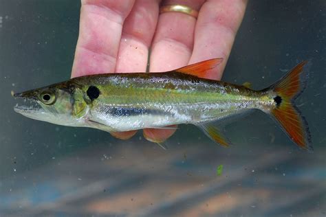 CHARACIDAE | Pybio Paraguay Biodiversidad