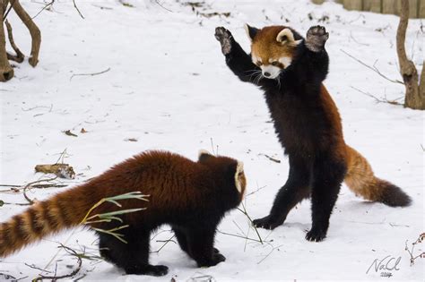 Red Pandas Play in Snow at Cincinnati Zoo | Time