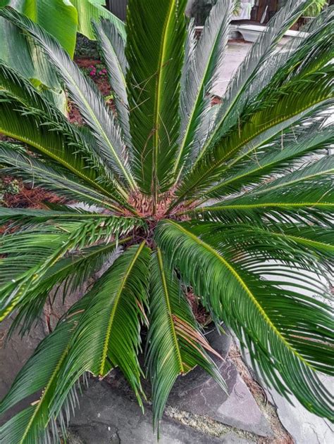 Learn about sago palm care & the safety info you need to know!