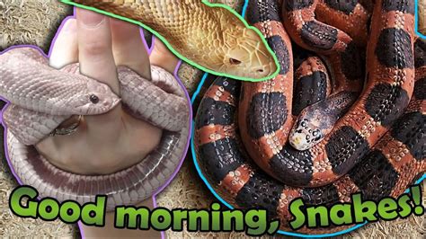 Moving our Snakes out of Brumation! - YouTube