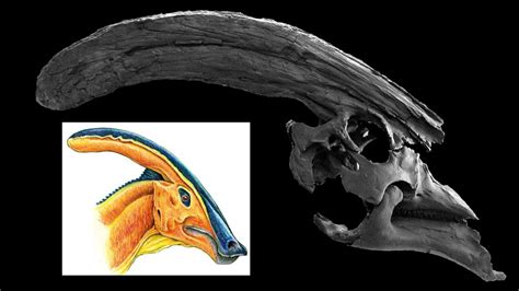 Dinosaur Vocalization. - Fossil News - The Fossil Forum