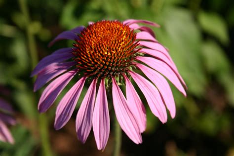 Silver Falls Seed Company - Coneflower - Purple