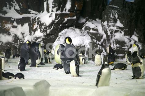 Group Of Penguins Stock Photo | Royalty-Free | FreeImages