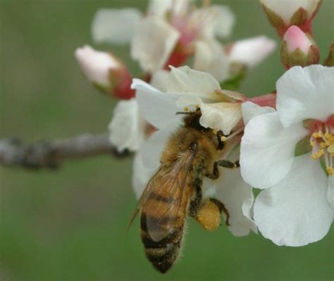 Plant a Food Forest Now! | Food forest, Edible landscaping, Plants