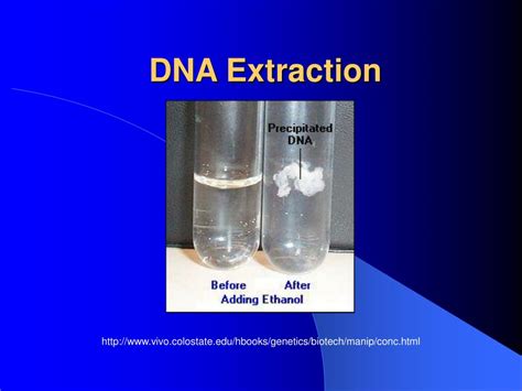 PPT - DNA Extraction PowerPoint Presentation, free download - ID:493780