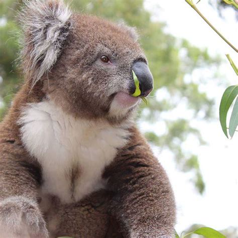 koala_feeding_pet_feed_fed_victor_harbor | Urimbirra