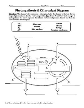 Photosynthesis & Chloroplast Diagram Labeling Worksheet by A-Thom-ic ...