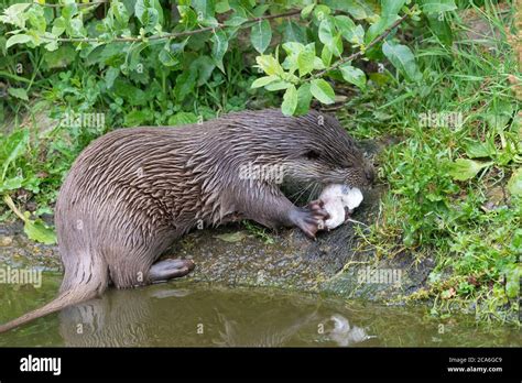 Close up of a Eurasian otter (lutra lutra) eating a fish on the river ...