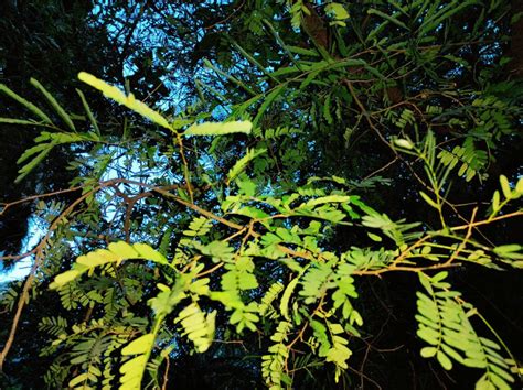 Organic tamarind leaves tea/ herbs/ spice green cutted dried | Etsy