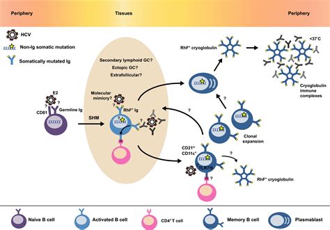 Germinal centers and autoantibodies - Young - 2020 - Immunology & Cell ...