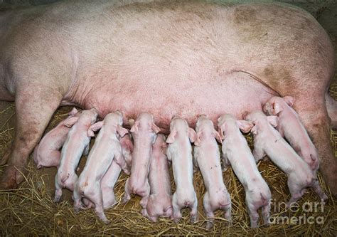 Momma pig feeding baby pigs Photograph by Sattapapan Tratong - Pixels