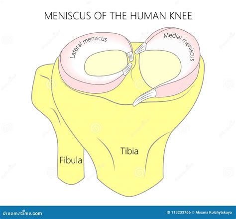 Anatomy Of The Knee Meniscus