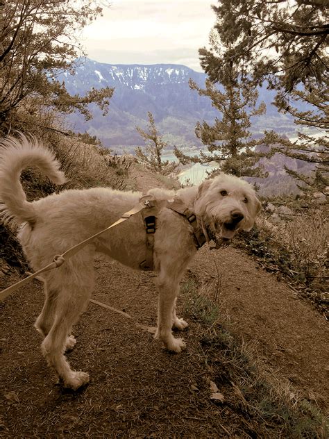 Dog Hiking GIFs - Get the best GIF on GIPHY